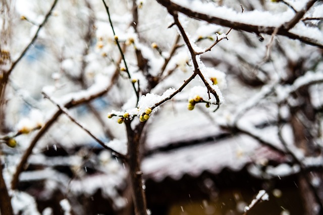 樊振东